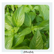Organic Holy Basil 50g