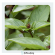 Organic Thai Basil
