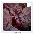Organic Purple Basil