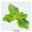 Organic Mint Leaves