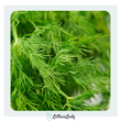 Organic Dill