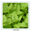 Organic Marjoram Leaves