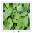 Organic Sage