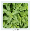 Organic Spearmint