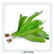 Organic Sawtooth (Mexican Coriander)