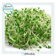 Organic Alfalfa 125g