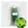 Organic Italian Oregano